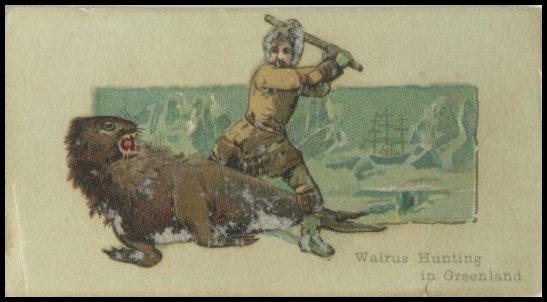 Walrus Hunting